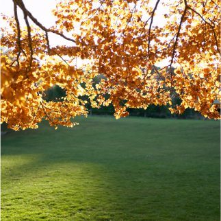 Golden brown and orange autumn leaves with sunlight shining through, set against a neatly cut lawn in a garden.