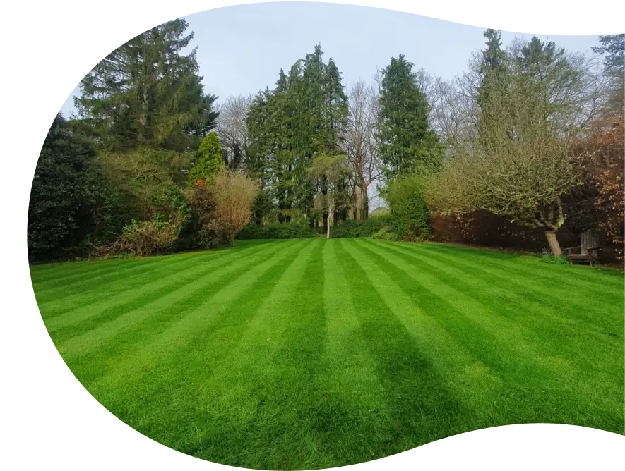 Large garden maintained by Hedgehog Gardens, featuring a freshly cut lawn with defined mowing lines, surrounded by mature medium-sized trees.