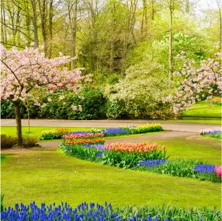 Pink flowering tree in spring, set in a neatly cut lawn with vibrant flowering borders.