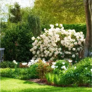 White flowering shrub in summer, surrounded by a well-maintained garden with a lush lawn and colourful borders.