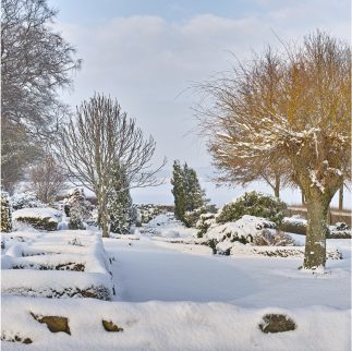 Snow-covered garden in winter with bare trees and no visible grass, capturing a serene winter landscape.