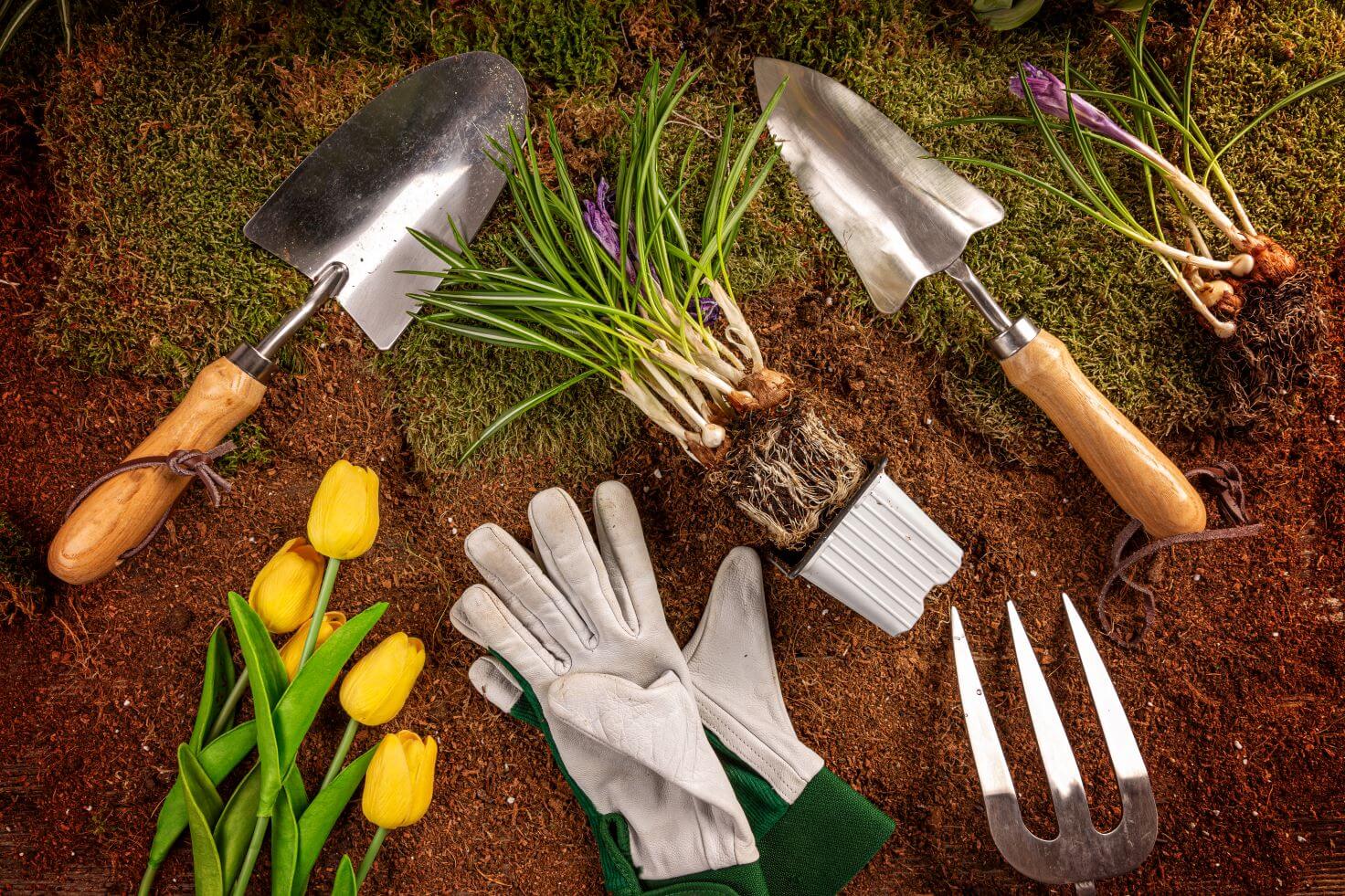 Garden hand tools on some soil and grass, with bulbs and gloves ready for planting